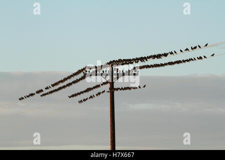 Gli uccelli su un palo del telegrafo Foto Stock