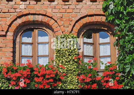 Finestre ad arco con gerani in Window box ed edera in rosso di un muro di mattoni Foto Stock