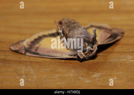 Dead moth giacente sulla sua schiena (grande giallo underwing, Noctua pronuba). Foto Stock