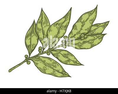 Foglie di alloro fresche erbe vettore pianta disegnata a mano illustrazione su sfondo bianco. Ingrediente a base di erbe per la cucina tradizionale, medicin Illustrazione Vettoriale