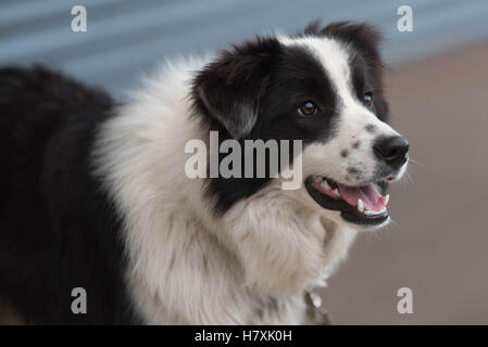 Border Collie cane, cane da lavoro in bianco e nero, longhair Foto Stock