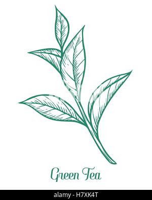 Il tè verde, vegetali a foglia. Mano bozzetto illustrazione vettoriale. Ramo Fiorito lineart organico. Il tè cinese, bevanda calda. Verde foglia Illustrazione Vettoriale