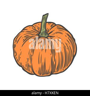 La zucca. Organici naturali disegnati a mano disegno vettoriale illustrazioni incise. Autunno vegetale, berry isolati su sfondo bianco Illustrazione Vettoriale