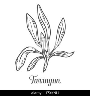 Francese, dragoncello Artemisia dracunculus sativa mano vettore bozzetto illustrazione. Erbe culinarie per la cottura, medico, gardeni Illustrazione Vettoriale