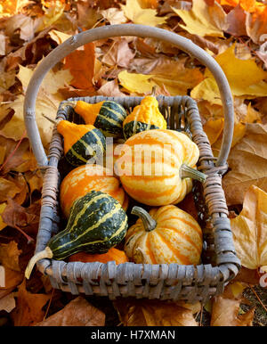 Cesto rustico di giallo e verde coloquintidi ornamentali in autunno dorato di foglie di platano Foto Stock