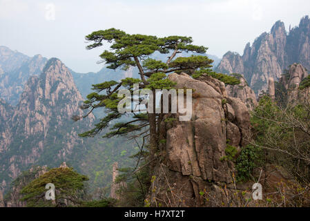 Lonely pino sulle rocce in alto sulla valle misty sfondo. Gialle di montagna, Cina. Foto Stock