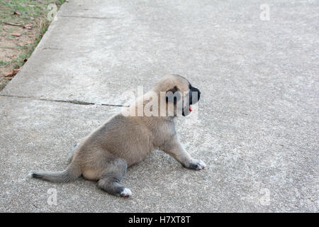 Pastore Tedesco puppie seduto sul cemento,focalizzato selettivo Foto Stock