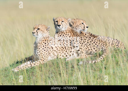 Tre ghepardo (Acinonix jubatus) disteso sul colle di savana, il Masai Mara riserva nazionale, Kenya Foto Stock