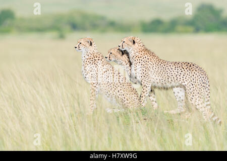 Tre ghepardo (Acinonix jubatus) in piedi sul look out alla savana, il Masai Mara riserva nazionale, Kenya Foto Stock