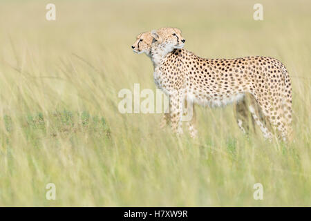 Due ghepardo (Acinonix jubatus) in piedi sul look out alla savana, il Masai Mara riserva nazionale, Kenya Foto Stock