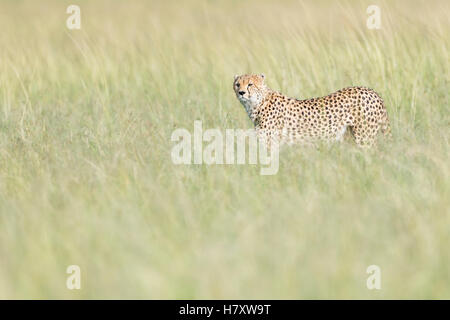 Ghepardo (Acinonix jubatus) camminando sulla savana in erba alta, il Masai Mara riserva nazionale, Kenya Foto Stock