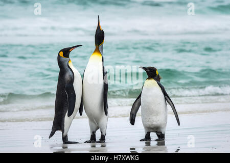 Re pinguini (Aptenodytes patagonicus) con un pinguino Gentoo (Pygoscelis papua), Volunteer Point; East Falkland, Isole Falkland Foto Stock