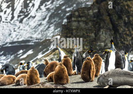 Re pinguini (Aptenodytes patagonicus) e i ragazzi con una pelliccia Antartico tenuta (Arctocephalus gazella) sulla spiaggia; Antartide Foto Stock