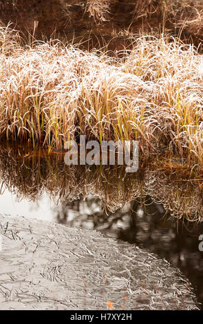 Frosty erba con ghiaccio lungo uno stagno; Thunder Bay, Ontario, Canada Foto Stock