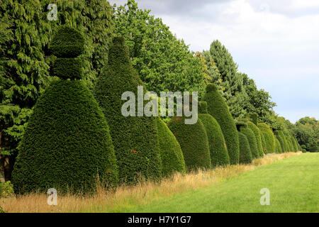 Estate, Yew Tree avenue vicino villaggio Clipsham, Rutland, England, Regno Unito Foto Stock