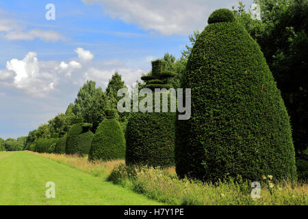 Estate, Yew Tree avenue vicino villaggio Clipsham, Rutland, England, Regno Unito Foto Stock