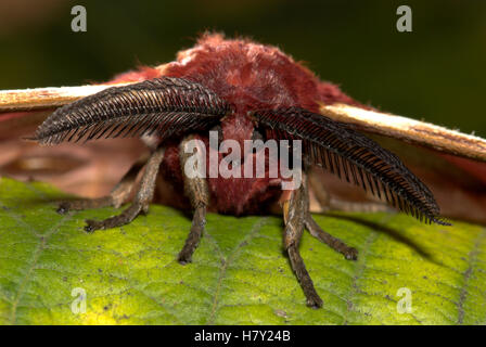 Polifemo Moth Antheraea polyphemus close up di antenne Foto Stock