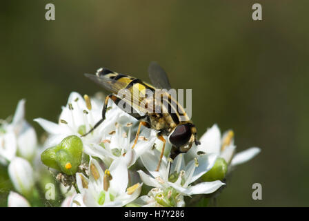 Hoverfly Helophilus trivittatus nectaring impollinatori sul fiore Foto Stock