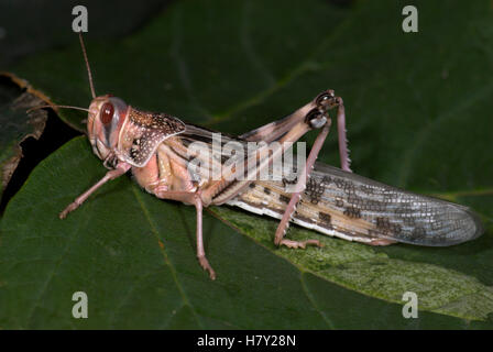 Desert Locust Schistocerca gregaria adulto con formato completamente