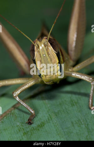 Jungle Grasshopper Orthoptera sp Thailandia Close up Foto Stock