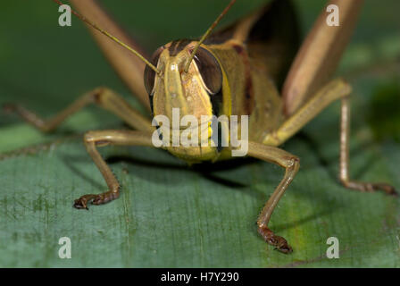 Jungle Grasshopper Orthoptera sp Thailandia Close up Foto Stock