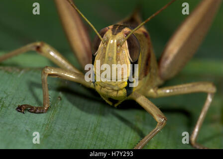 Jungle Grasshopper Orthoptera sp Thailandia Close up Foto Stock