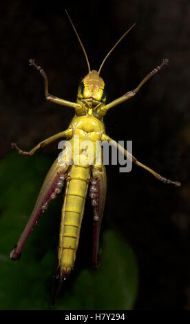 Jungle Grasshopper Orthoptera sp Tailandia mostra sotto i piedi Foto Stock