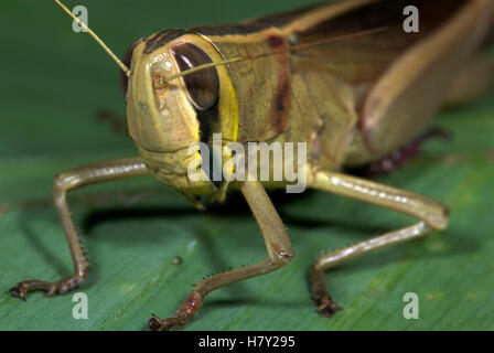 Jungle Grasshopper Orthoptera sp Thailandia marrone scuro con Foto Stock
