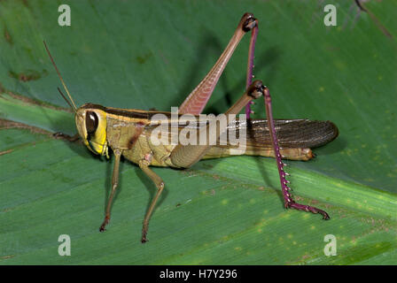 Jungle Grasshopper Orthoptera sp Thailandia marrone scuro con Foto Stock