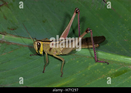 Jungle Grasshopper Orthoptera sp Thailandia marrone scuro con Foto Stock