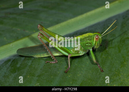 Jungle Grasshopper Orthoptera sp Thailandia green Foto Stock
