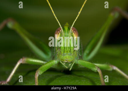 Jungle Grasshopper Orthoptera sp Thailandia green Foto Stock