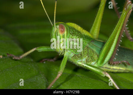 Jungle Grasshopper Orthoptera sp Thailandia green Foto Stock
