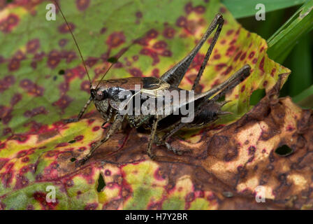 Dark Bush Cricket Pholidoptera griseoaptera maschio in appoggio sul Foto Stock