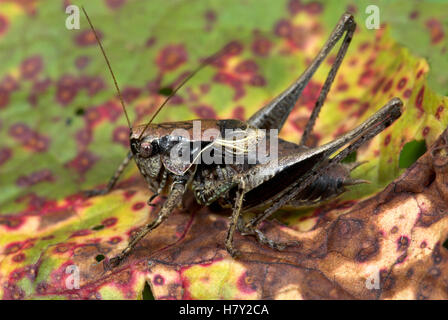 Dark Bush Cricket Pholidoptera griseoaptera maschio in appoggio sul Foto Stock