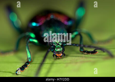 Frog Beetle Sagara sp. Asia se viola verde Foto Stock