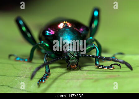 Frog Beetle Sagara sp. Asia se viola verde Foto Stock