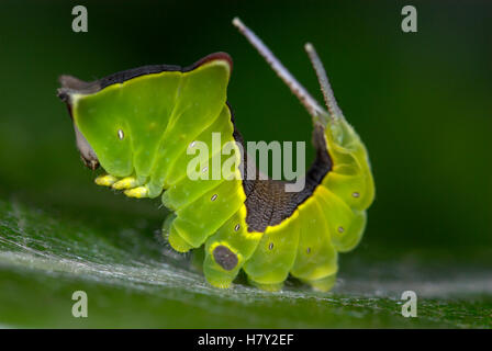 Puss Moth Caterpillar Cerura vinula 4 allevati instar Foto Stock