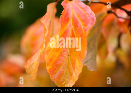 Belle Foglie di autunno Cornus Kousa, Giapponese Sanguinello Jane Ann Butler JABP Fotografia1677 Foto Stock