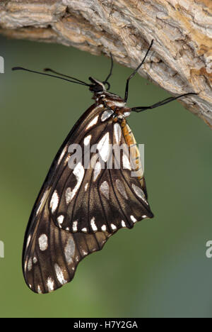 Gulf Fritillary Butterfly Agraulis vanillae vista laterale che mostra Foto Stock