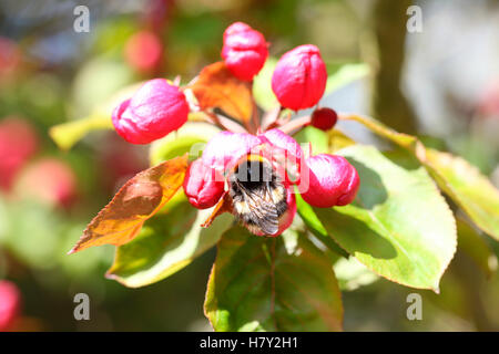 Bumble Bee alimentare sulla molla di fiori di ciliegio Jane Ann Butler JABP Fotografia1675 Foto Stock