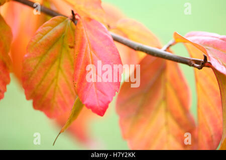 Parrotia persica "Vanessa' Golden Autumn Leaves Jane Ann Butler JABP Fotografia1686 Foto Stock