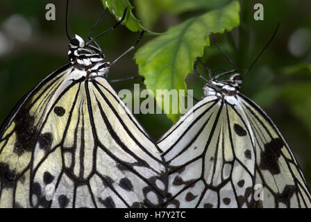 Tree Nymph farfalle coppia coniugata Idea leuconoe Sud Foto Stock