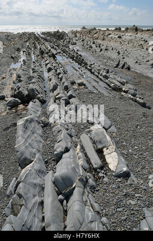 Sharp Dip ripiegata in strati di roccia portano al mare, Bocca Welcombe Beach, Hartland Peninsula, North Devon Coast Foto Stock