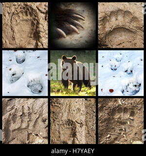 Raccolta di wild orso bruno tracce su il fango e la neve ( Ursus arctos ) Foto Stock