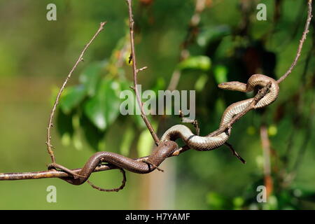 Smooth snake salendo sul ramo di albero ( Coronella austriaca ) Foto Stock