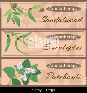 Aromaterapia insieme. Legno di Sandalo, eucalipto, patchouli banner set. Illustrazione vettoriale EPS 10. Illustrazione Vettoriale