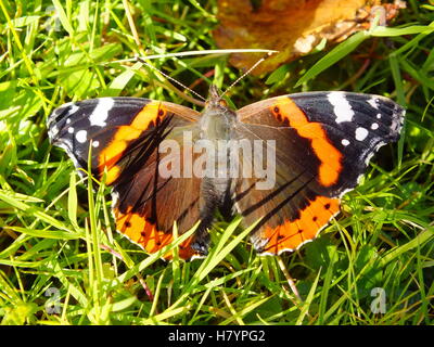 Red admiral butterfly Foto Stock