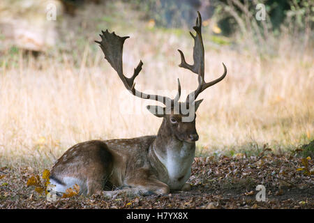 Daini (Dama Dama), buck giacente in erba secca, captive, Bassa Sassonia, Germania Foto Stock