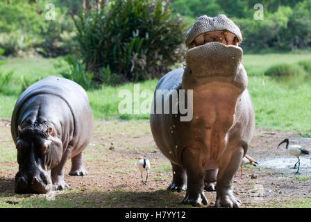 Ippopotami (Hippopotamus amphibius) nel parco di Haller a Mombasa, in Kenya, Africa Foto Stock